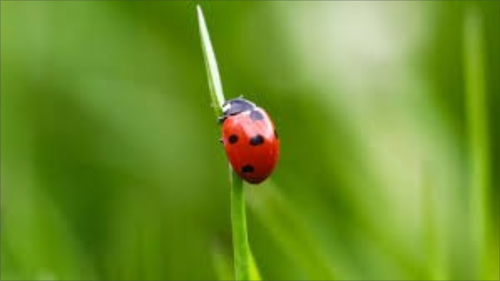  De acuerdo con creencias populares y filosofías, como el Feng Shui, hay animales que atraen prosperidad, amor y protección cuando aparecen en tu hogar